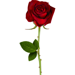 Single Stem Rose